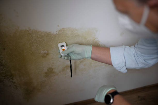 Best Industrial Mold Remediation in Seminole, FL