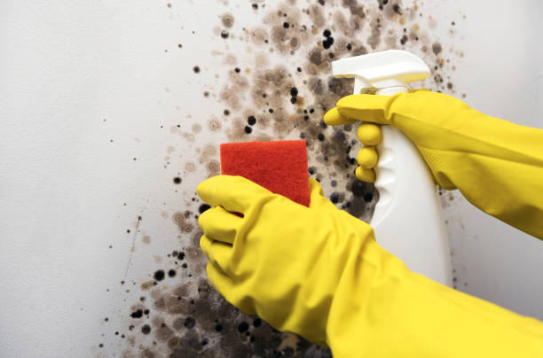 Best Post-Flood Mold Remediation in Seminole, FL